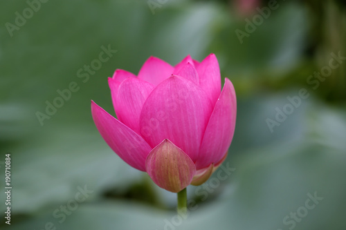 The lotus is in full bloom  in the pond