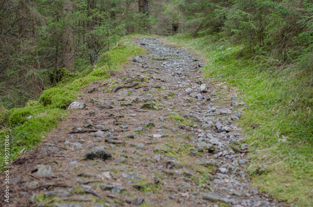 A tourist route in the forest A tourist route in the forest