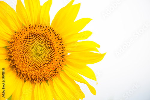 Fototapeta Naklejka Na Ścianę i Meble -  close up of sunflower texture. Organic and natural flower background. Sunflowers field background.