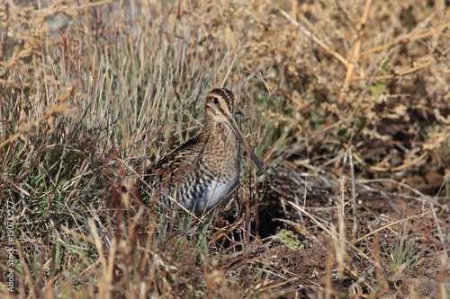 common snipe (Gallinago gallinago) new mexico usa photo