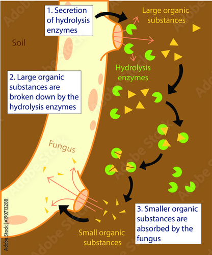 Vector illustration of the absorption of nutrients by fungi. Colourful fungus biology picture.