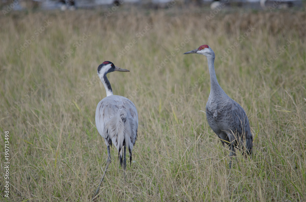 Sandhill Crane and Common Crane