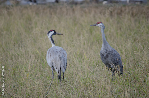 Sandhill Crane and Common Crane