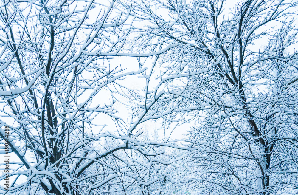 Winter morning in Moscow. Snow covered trees in the city. The view from the window after a heavy snowfall. Winter morning in Moscow. Snow covered trees in the city. The view from the window after a heavy snowfall.