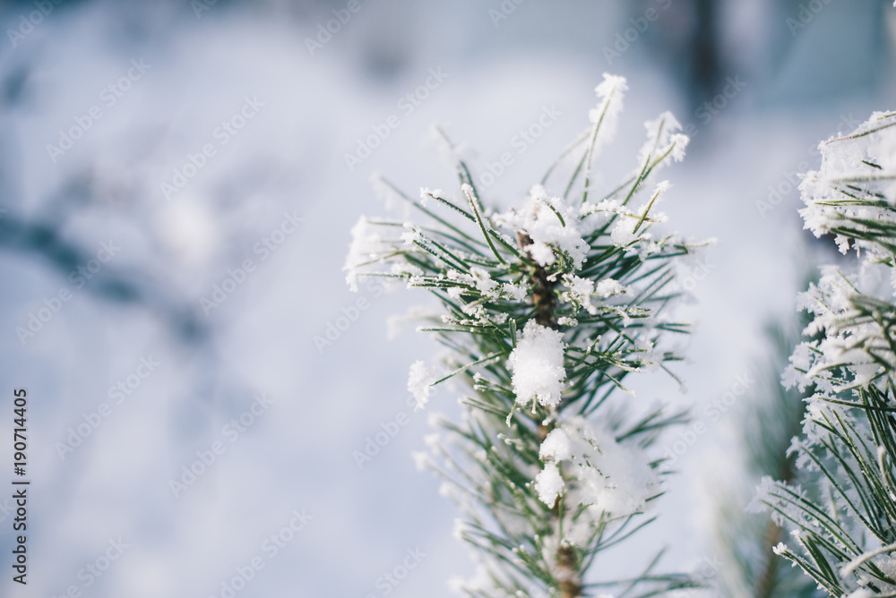 Christmas tree branches in the snow on a winter sunny day Christmas tree branches in the snow on a winter sunny day