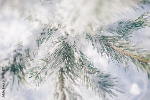 Christmas tree branches in the snow on a winter sunny day