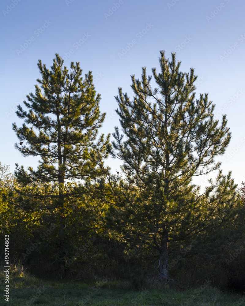 Fototapeta premium twin trees