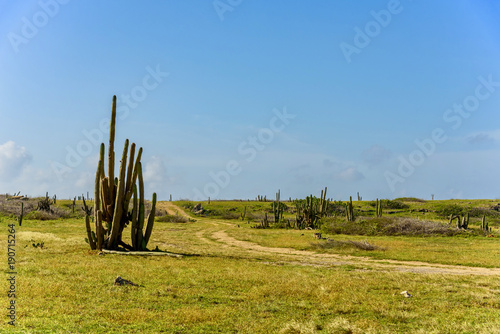 The arid nature of Aruba. Caribbean landscape.