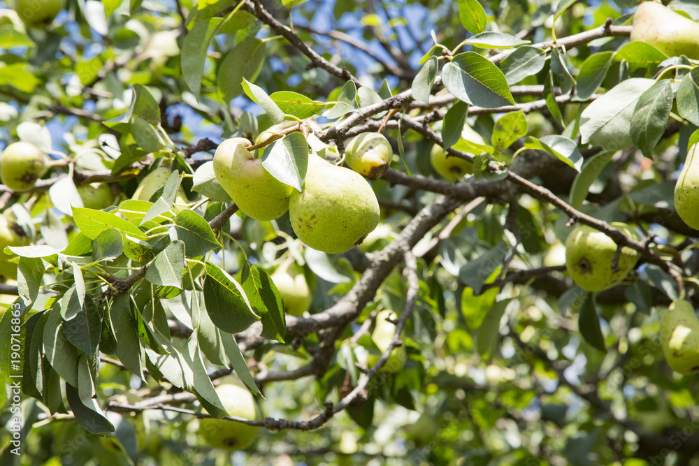 A pear tree in the orchard