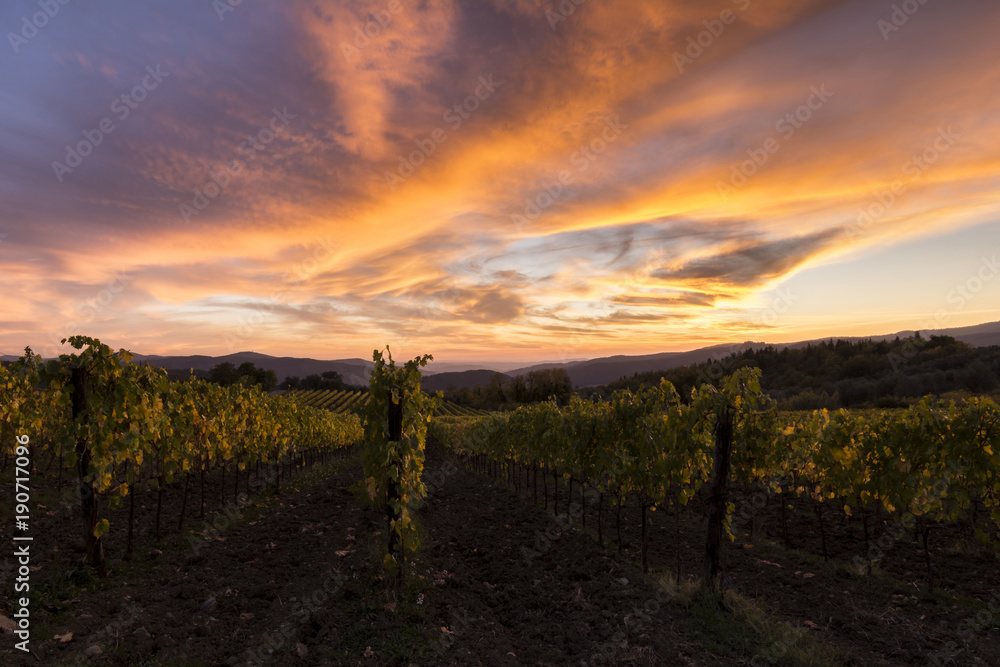 Fototapeta premium vineyards in tuscany