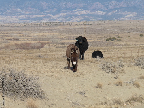 Guard donkey on the plains