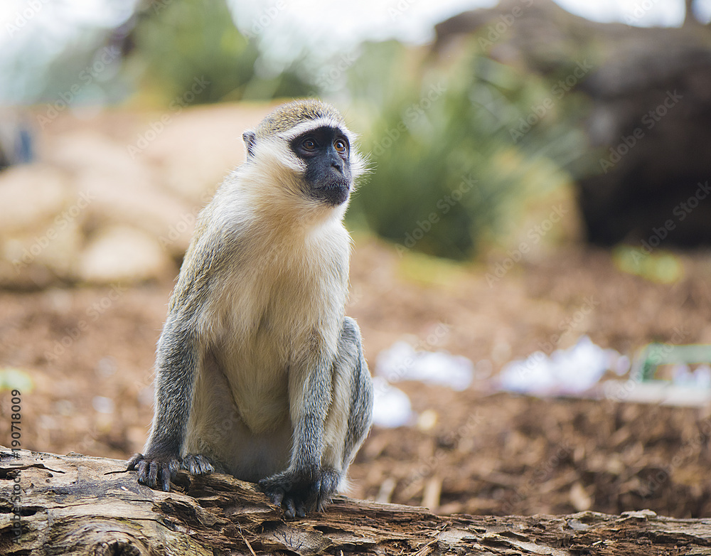Fototapeta premium Monkey sitting on the ground.