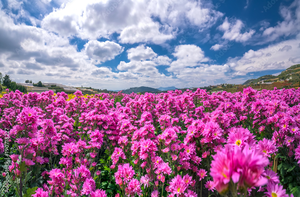 Purple daisy flower field blooming in spring morning with blue cloudy sky background beautifully in the highlands - obrazy, fototapety, plakaty 