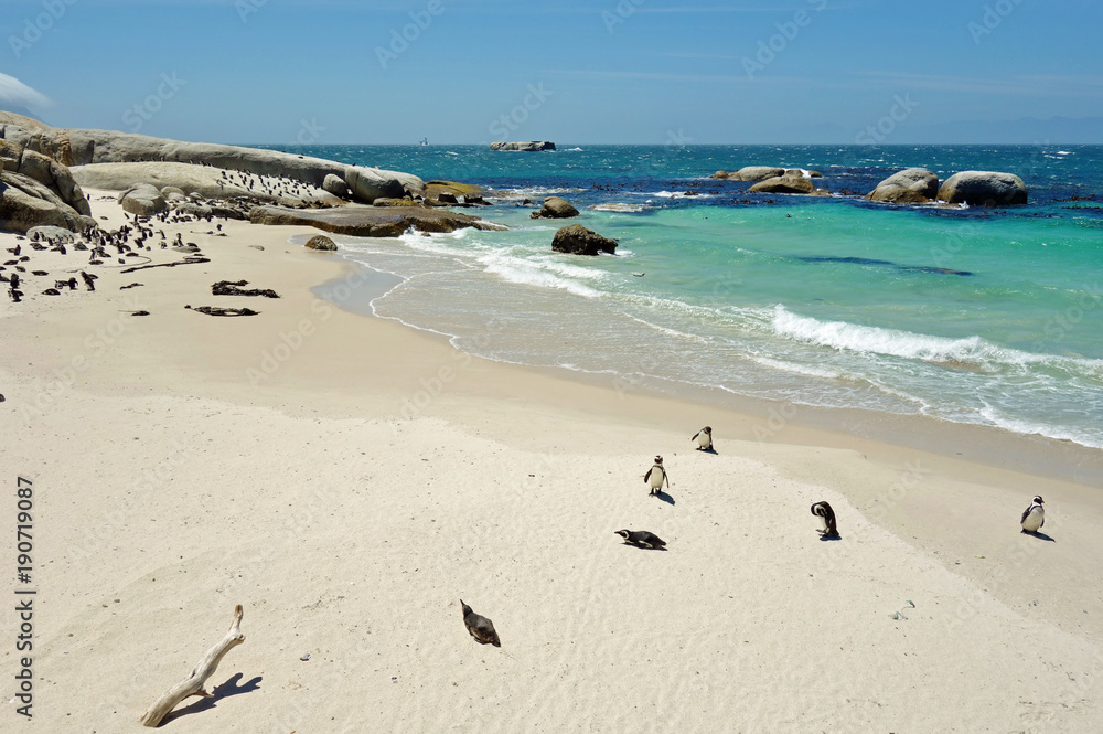 African penguin colony at Boulders Beach in Simon's Town at the Cape of Good Hope, South Africa