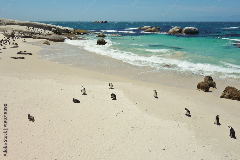 Φωτογραφία African penguin colony at Boulders Beach in Simon's Town at the Cape of Good Hop