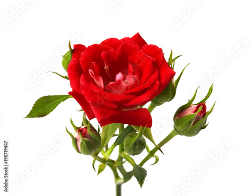 Red rose with leaves and rose buds  Blooming rose isolated on white background  with clipping path