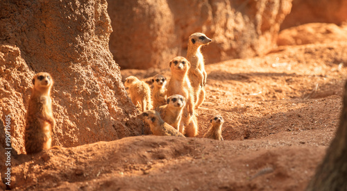 meerkat family is looking at you