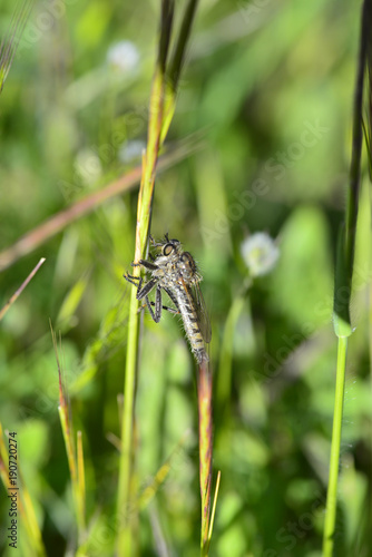 The tipulids are a family of nematode diptera of the infraorder Tipulomorpha, commonly known as turtles, crane flies, giant mosquitoes or giant mosquitoes. photo