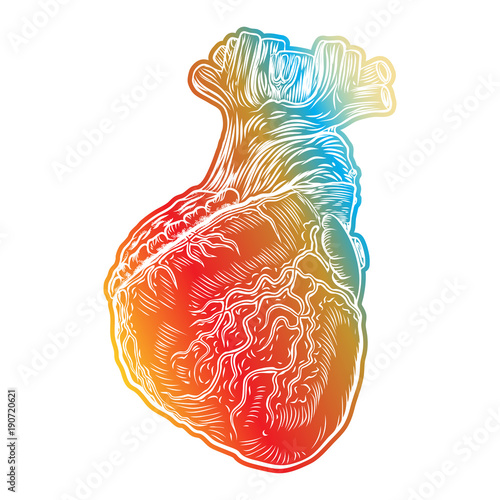 Red human heart with aorta, veins and arteries isolated on white background. For cardiology or medical design. Hand drawn flesh tattoo concept. Vector.
