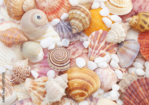 Seashell from ocean as nature background