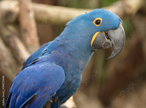 blue macaw side profile portrait