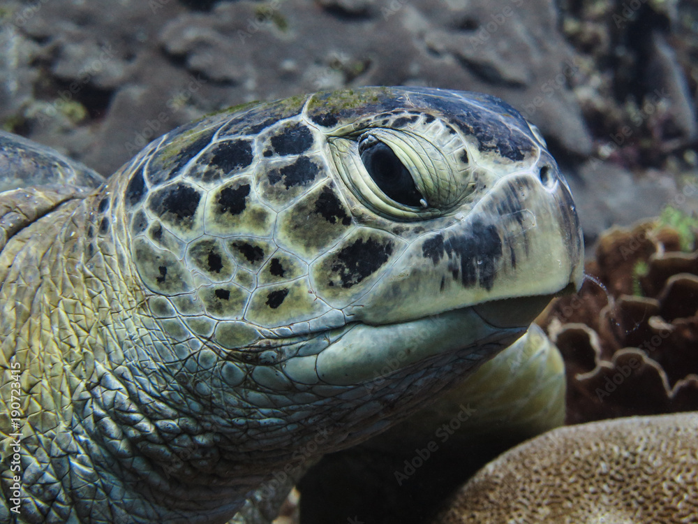 Obraz premium Wise turtle 