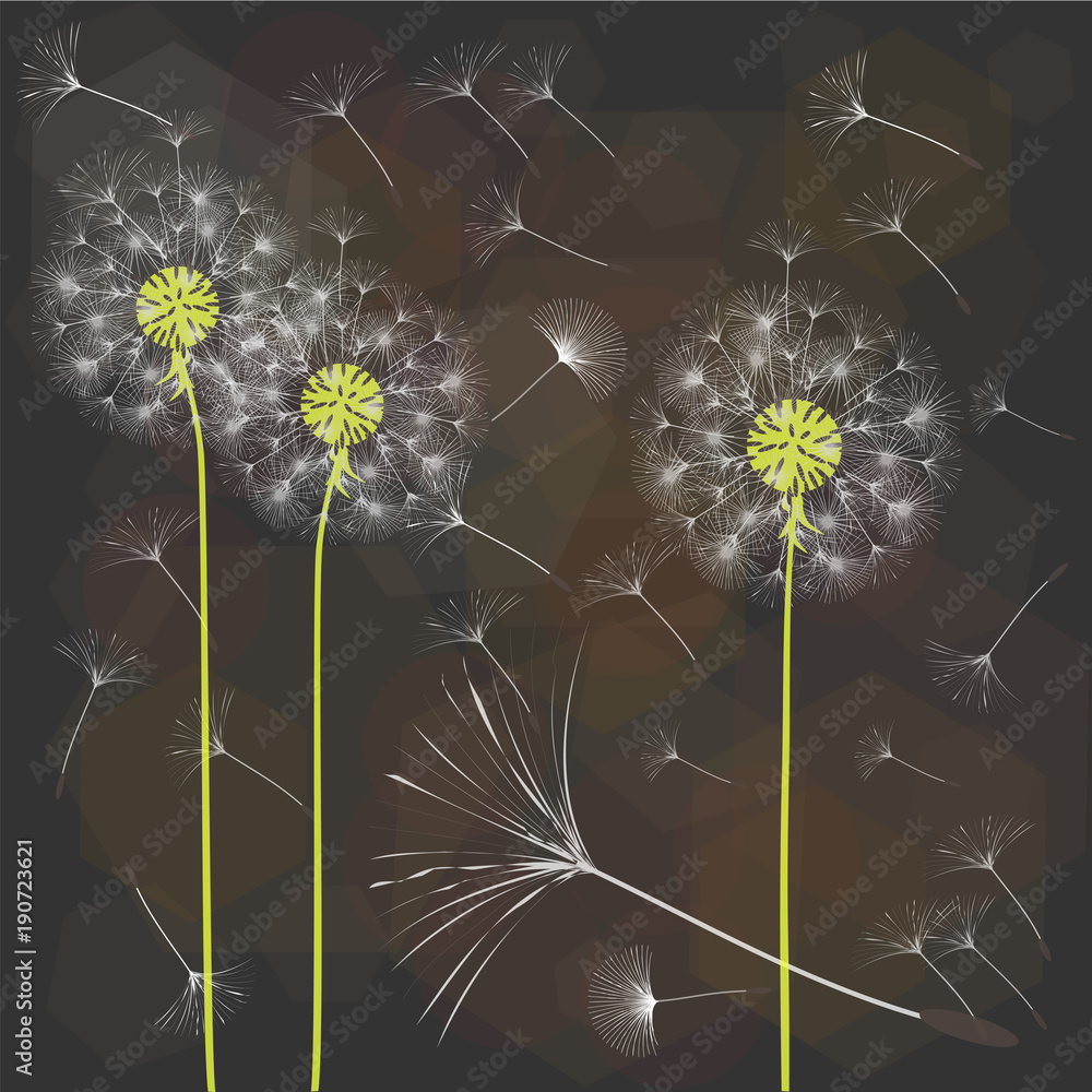 Fototapeta Abstract background of a dandelion for design.