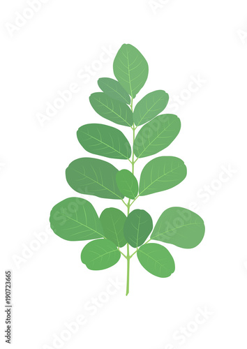 Moringa leaves are green herbs placed on a white background.