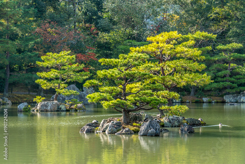 Fotografie Pinus thunbergii or Japanese black pine (Kuromatsu) On an islet near
