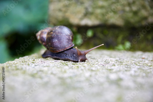 snail in the garden on the rocks.