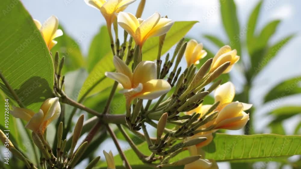 Close up of plumeria frangipani tree in the balinese garden. Tropical island of Bali, Indonesia. Close up of plumeria frangipani tree in the balinese garden. Tropical island of Bali, Indonesia.