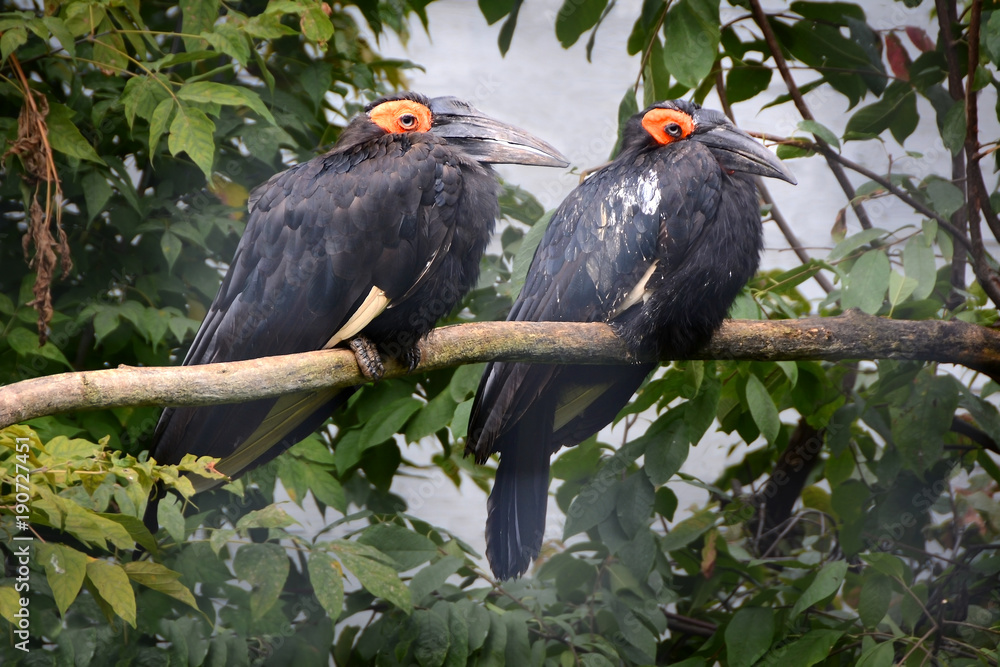 African horned crows. Sweet couple African horned crows. Sweet couple
