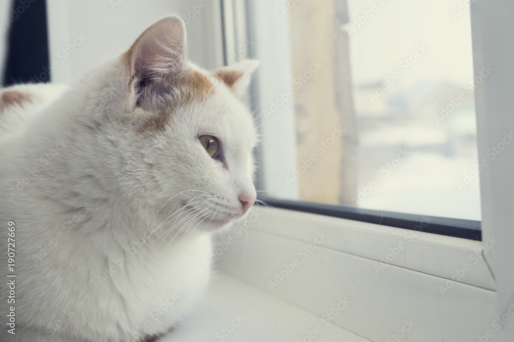 beautiful tri-colored cat sitting in a beautiful pose