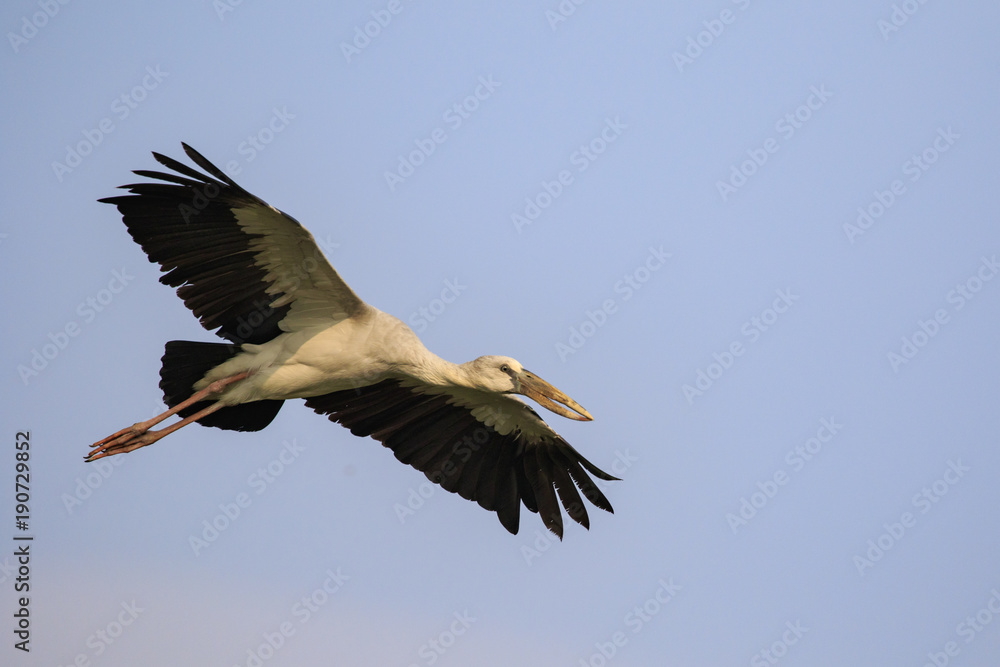 Image of an Asian openbill stork(Anastomus oscitans) flying in the sky. Bird, Wild Animals. Image of an Asian openbill stork(Anastomus oscitans) flying in the sky. Bird, Wild Animals.