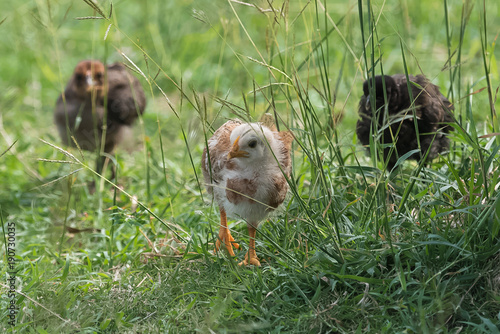 Yellow chick, baby chicken walking on the grass 
