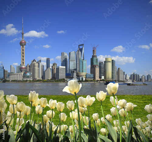 Photography White tulips with Shanghai skyline of city landscape architecture
