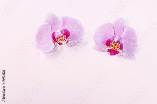 Pink orchids on paper background