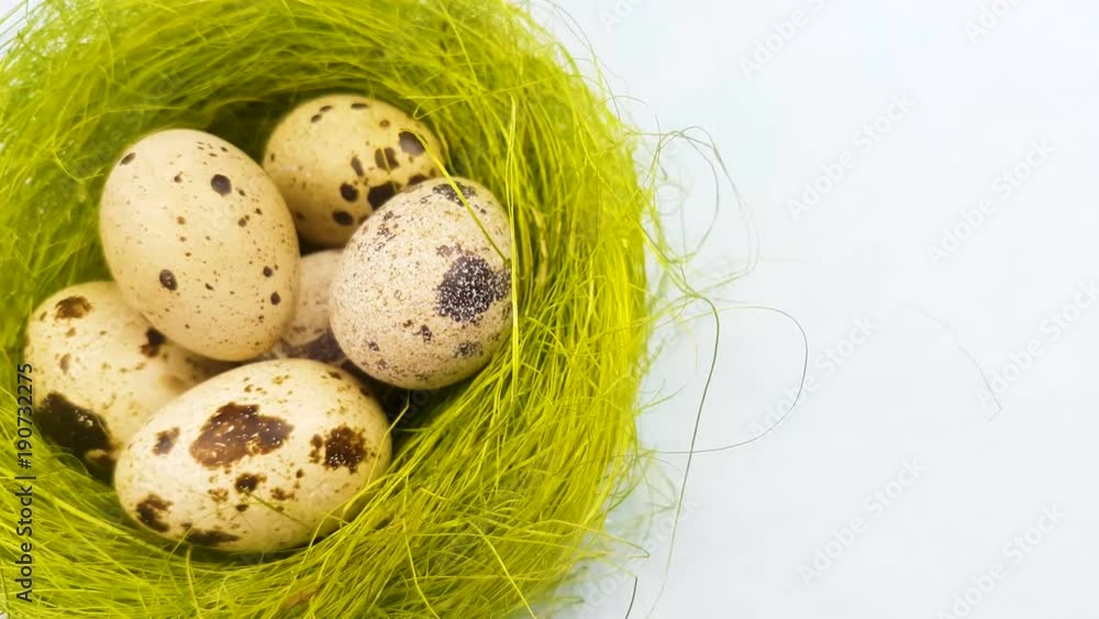 Quail eggs in a green nest on a pastel blue background. Close up. Quail eggs in a green nest on a pastel blue background. Close up.