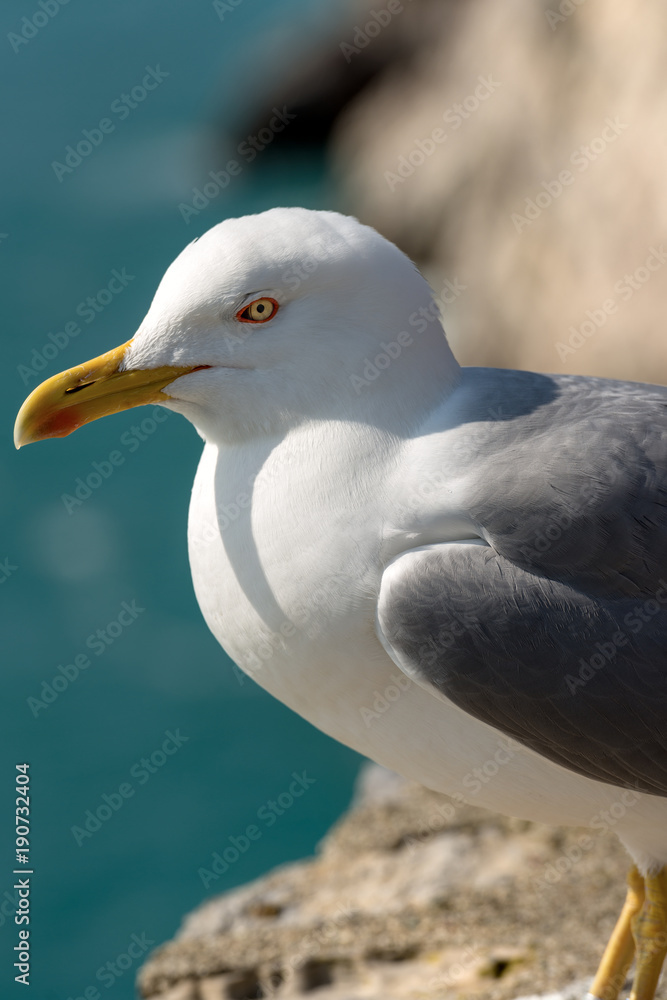 Close up of a Seagull on the Cliff Close up of a Seagull on the Cliff