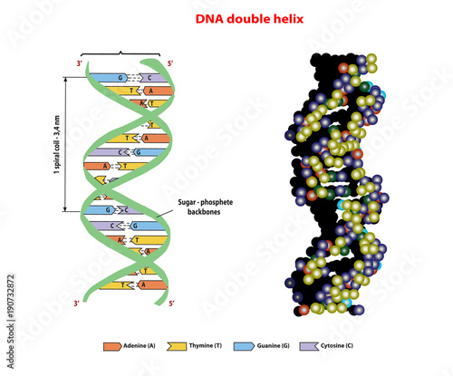 DNA structure double helix in 3D  on white background. Nucleotide, Phosphate, Sugar, and bases. education vector info graphic.
Adenine, Thymine, Guanine, Cytosine.