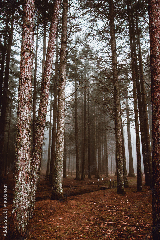 Naklejka premium Alberi