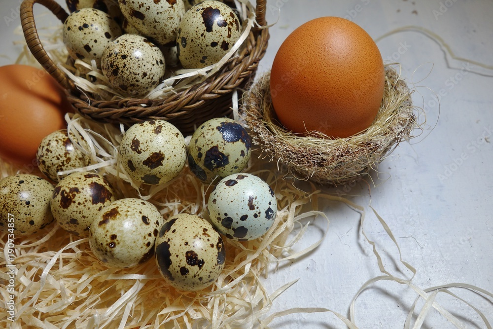 Quail eggs and chicken eggs - Easter composition.Easter Tradition - Selective focus
Quail eggs and chicken eggs - Easter composition.Easter Tradition - Selective focus