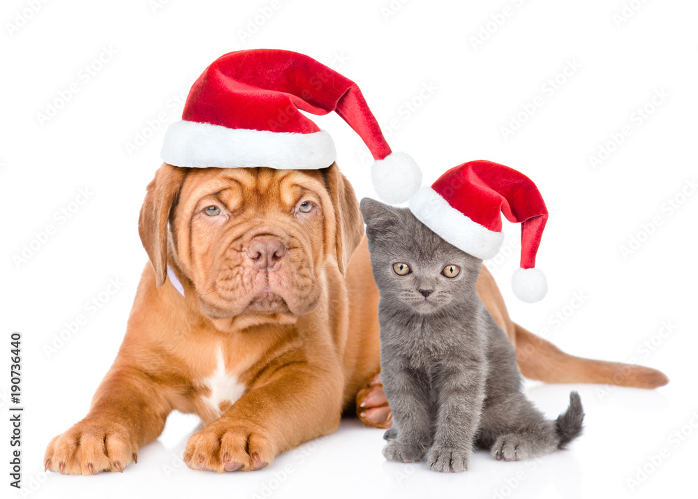 puppy and small kitten in red santa hats  together. isolated on white background