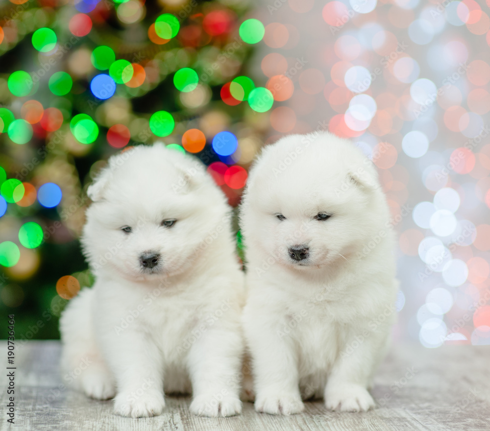 Two samoyed pupies on a background of the Christmas tree