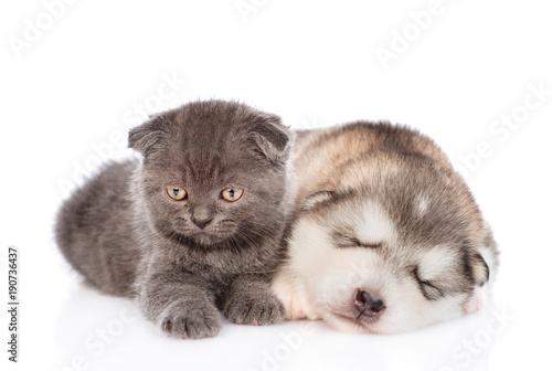 Funny kitten with sleeping puppy.  isolated on white background