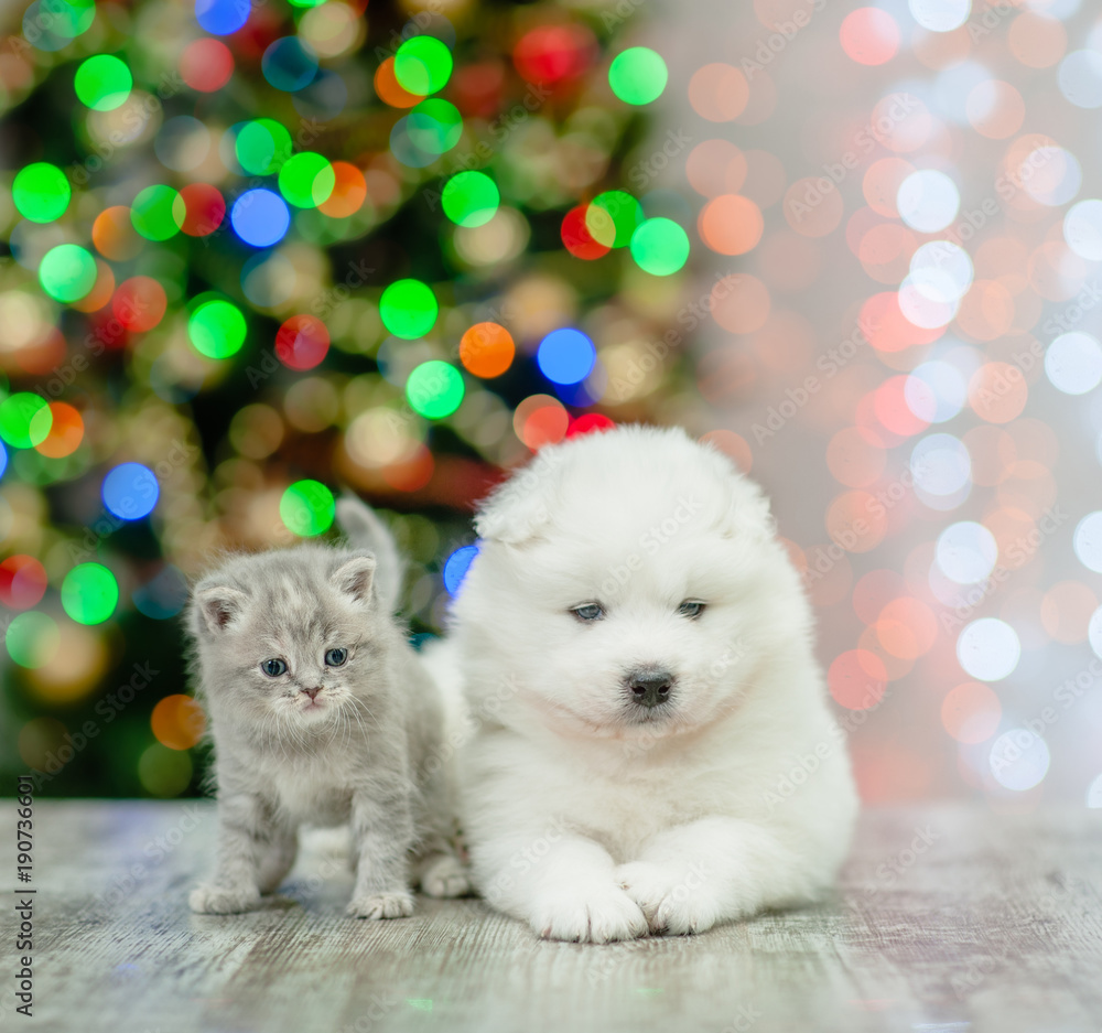 Tiny kitten and white samoyed puppy together on a background of the Christmas tree Tiny kitten and white samoyed puppy together on a background of the Christmas tree