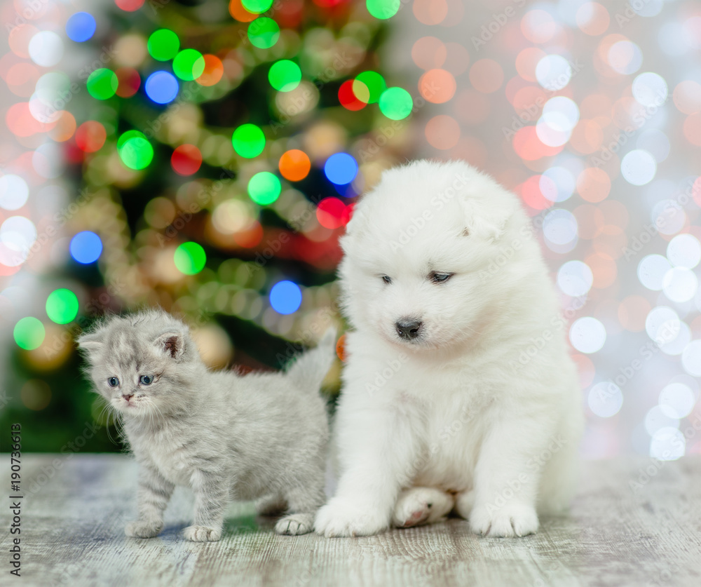 Tabby kitten and white fluffy samoyed puppy  together on a background of the Christmas tree