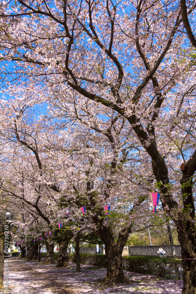 Obraz premium Cherry blossoms blooming park / Mitaki Park in Funabashi City, Chiba Prefecture, Japan