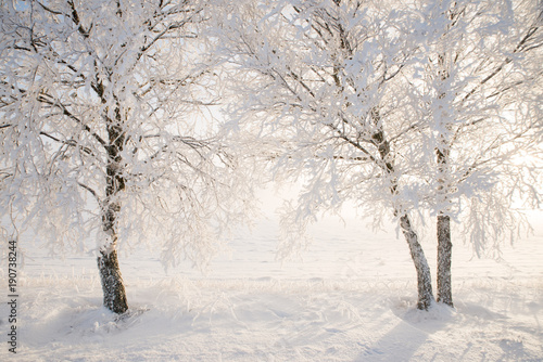 Birch tree in a cold winter landscape with snow and frost