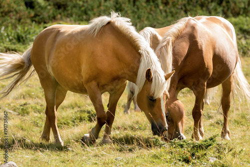 Wild horses - National Park of Adamello Brenta